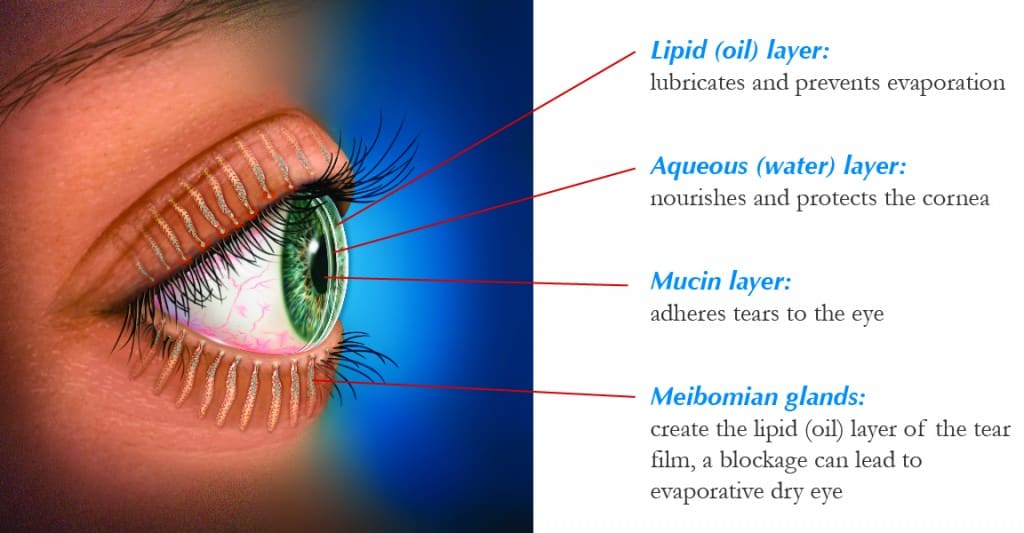 anatomy of the eye